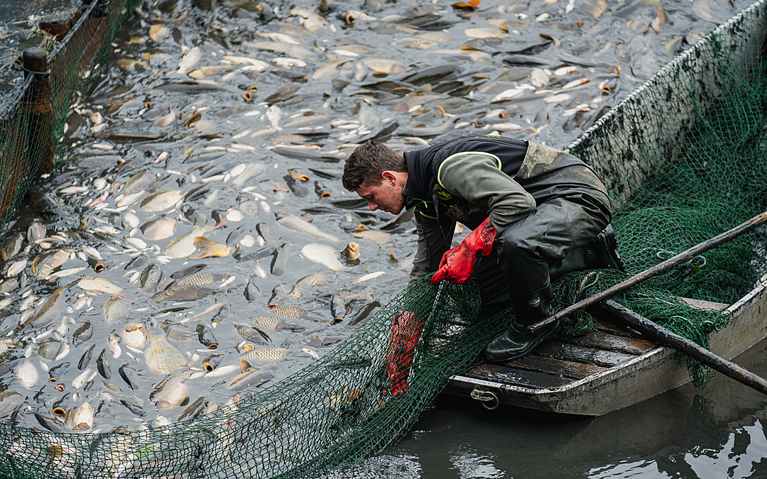 The Fish Behind the Festivities