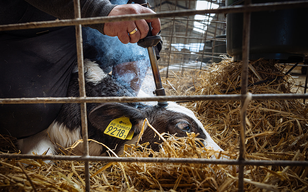 Inside Sweden’s Dairy Industry