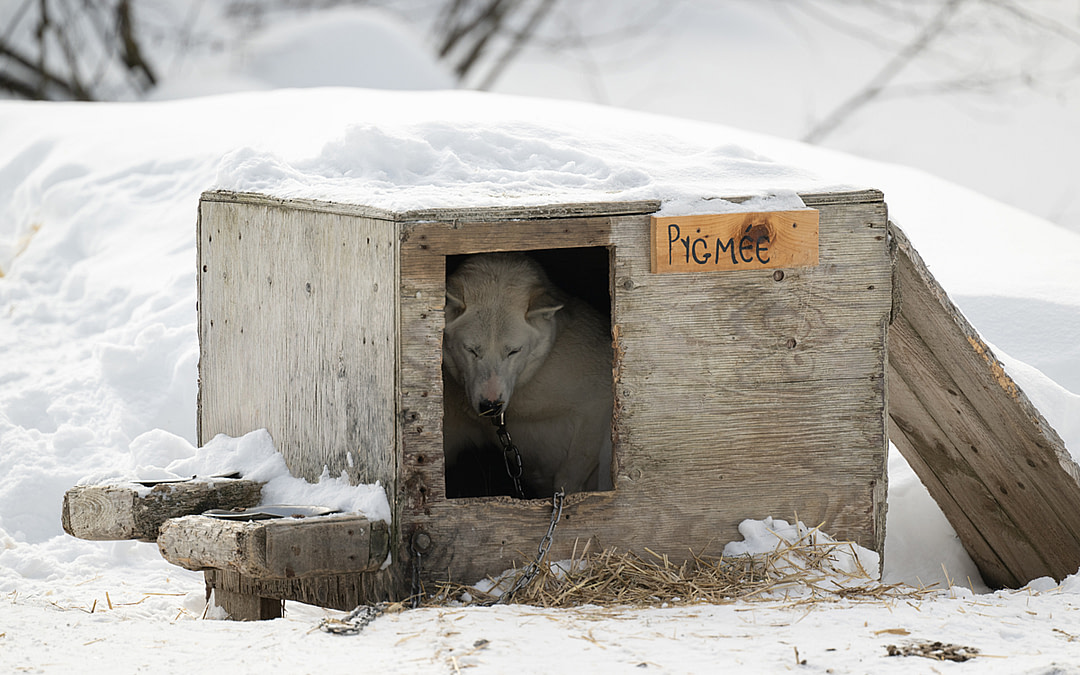 Behind the Scenes of Canada’s Dog-Sledding Tourism