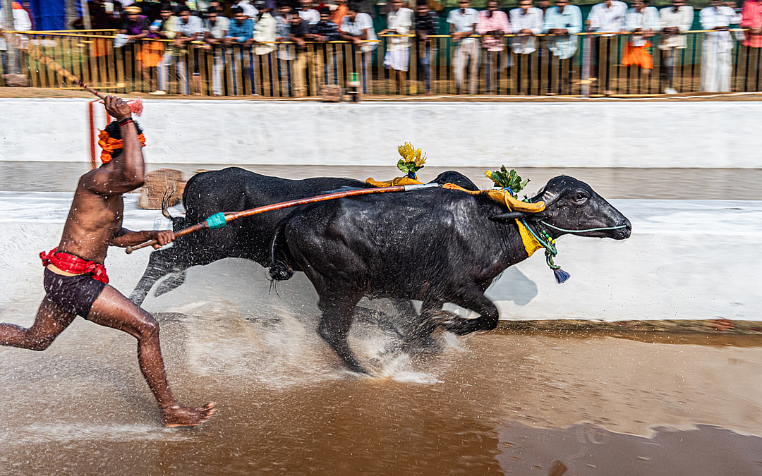 Buffalo Racing: A Closer Look at India’s Controversial Sport