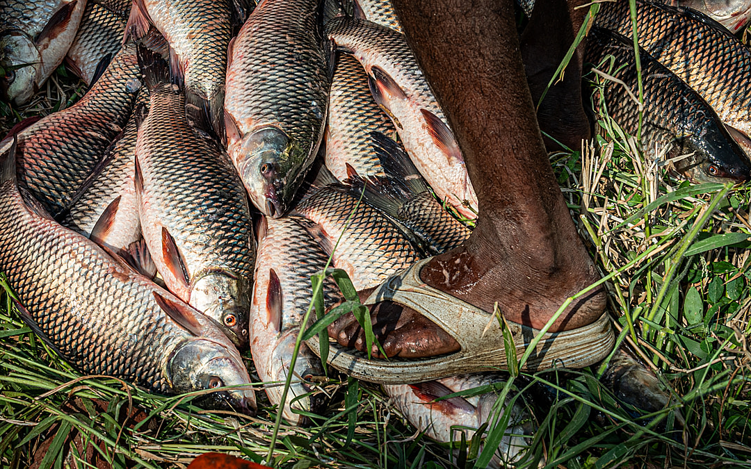 Fish Die Quietly: Scenes From Fish Harvesting in India