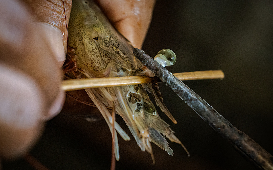 Billions Raised, Rarely Seen: Inside the Global Shrimp Farming Industry