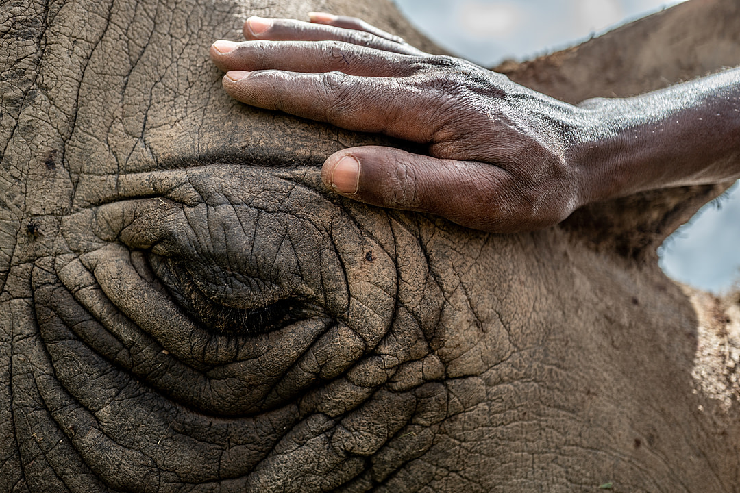 Head northern white rhino caretaker Zacharia Kipkirui, pets Najin on her head while she naps in an open field at Ol Pejeta Conservancy in Central Kenya, 2019. Justin Mott / Kindred Guardians Project / We Animals