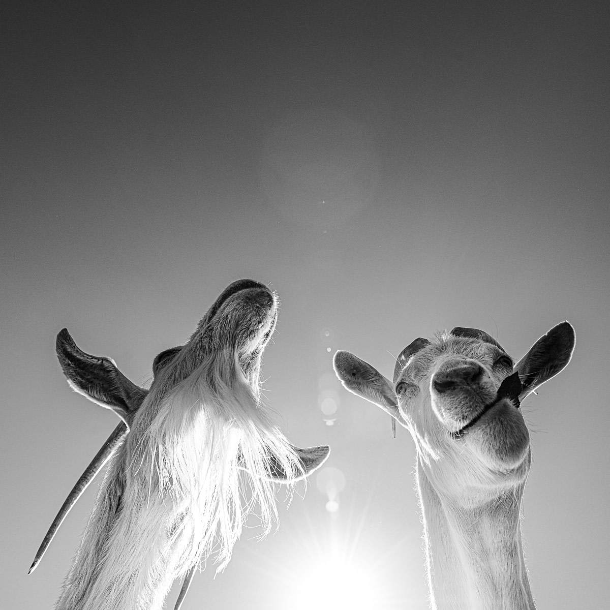 Eating leaves from the apple tree. Farm Sanctuary, Watkins Glen, New York, USA, 2013. Jo-Anne McArthur / We Animals