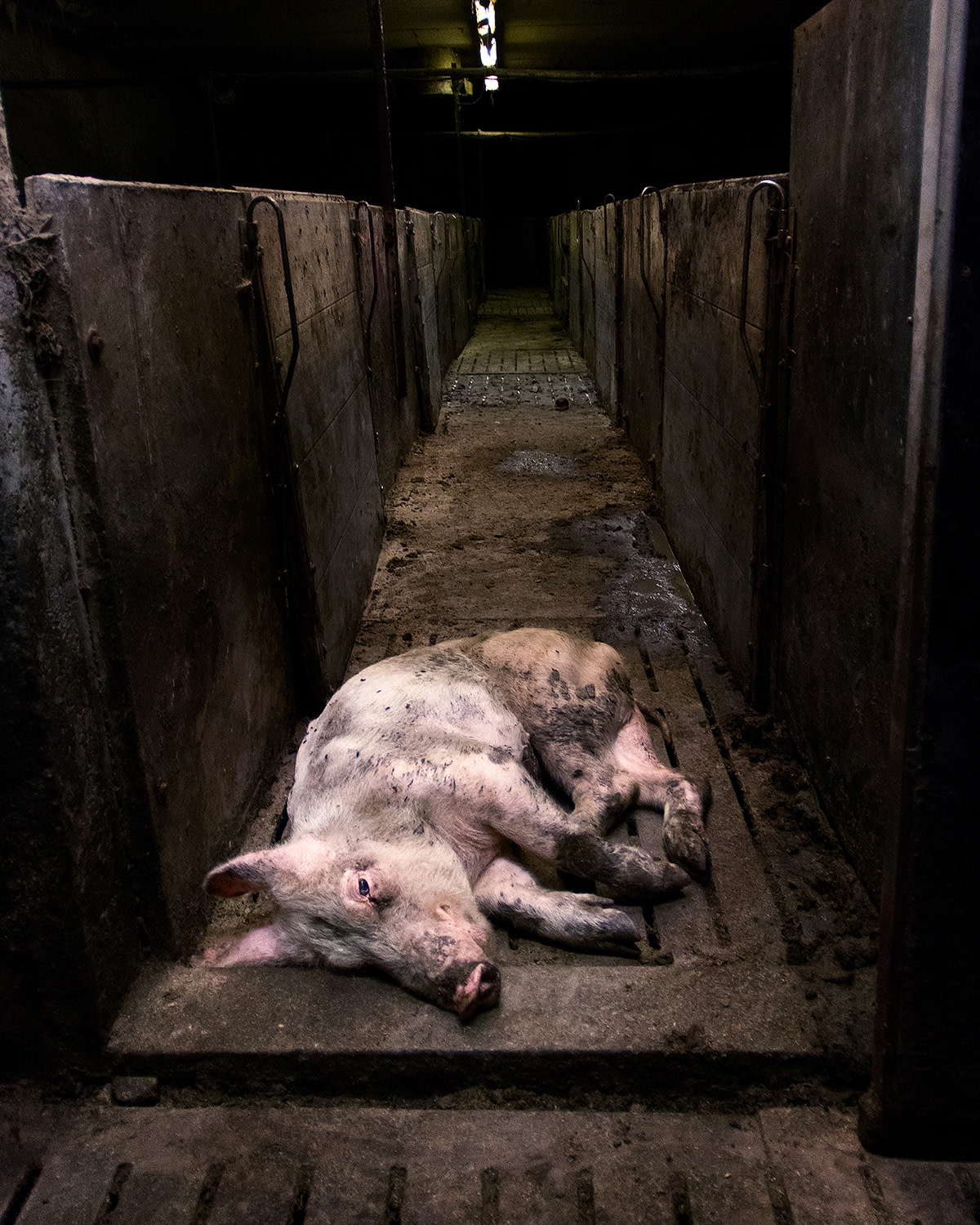 A distressed chicken hangs upside down with her mouth agape as a worker attaches her to a processing line at a halal slaughterhouse. Indonesia, 2022. Seb Alex / We Animals