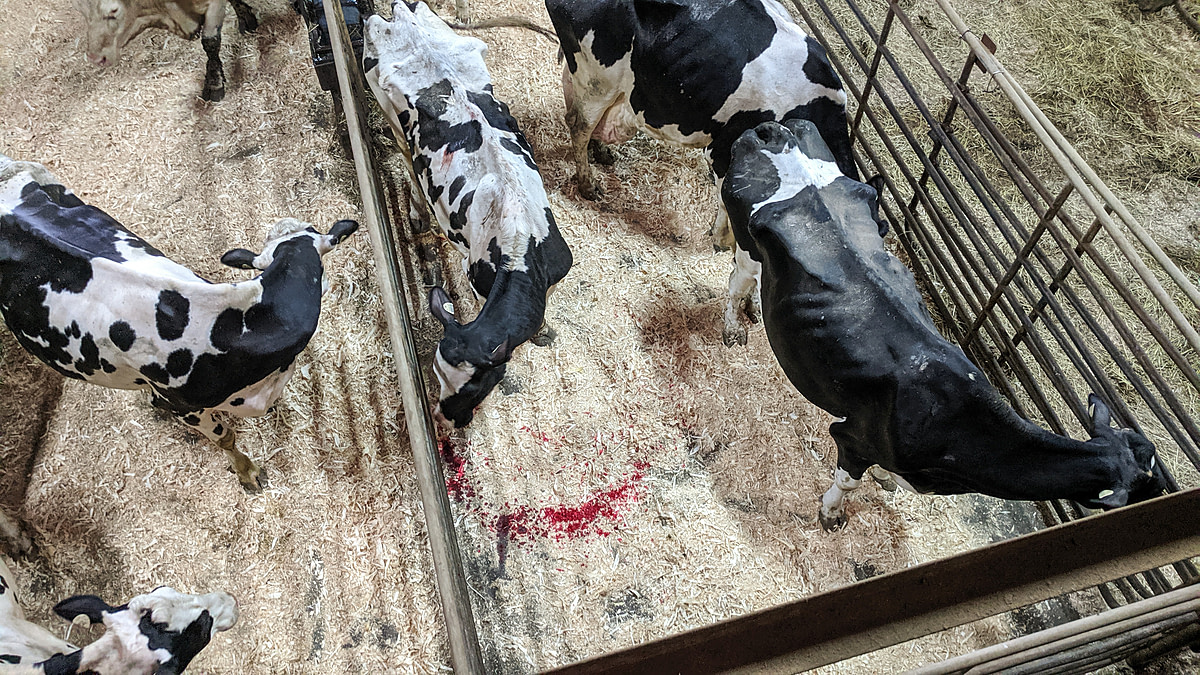 An emaciated dairy cow bleeds profusely from her nose while she stands in a holding pen at a cattle auction in Quebec. Sharing the pen with her are several other dairy cows, all exhibiting a similar body condition. Canada, 2019. Existence / We Animals