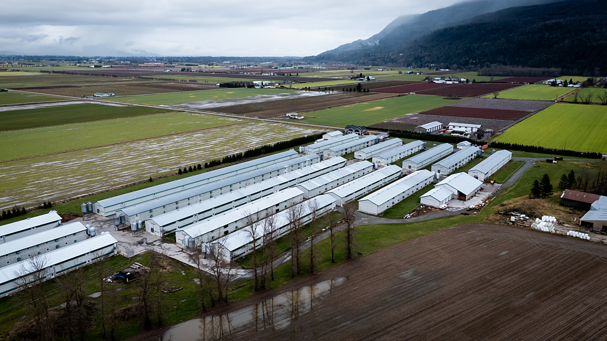 An aerial view of large poultry barns during a major outbreak of Highly Pathogenic Avian Influenza (HPAI). Undisclosed location, Canada, 2024. Ira Moon / We Animals