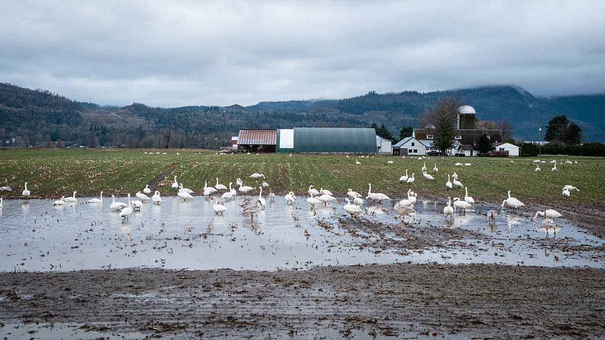 A flock of wild swans graze and wade on wet farmland during a major outbreak of Highly Pathogenic Avian Influenza (HPAI). Undisclosed location, Canada, 2024. Ira Moon / We Animals