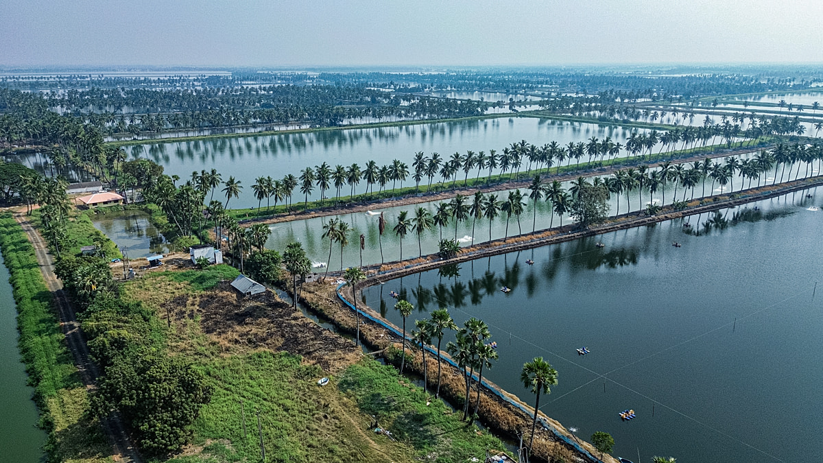 An aerial view of aquaculture ponds that spread to the horizon in the country's largest fish and shrimp producing state. In recent decades, thousands of hectares of agricultural lands, mangroves and forest spaces in the state have been converted into aquafarms. Undisclosed location, Juvvalapalem Village, Andhra Pradesh, India, 2025. Shatabdi Chakrabarti / Samayu / We Animals