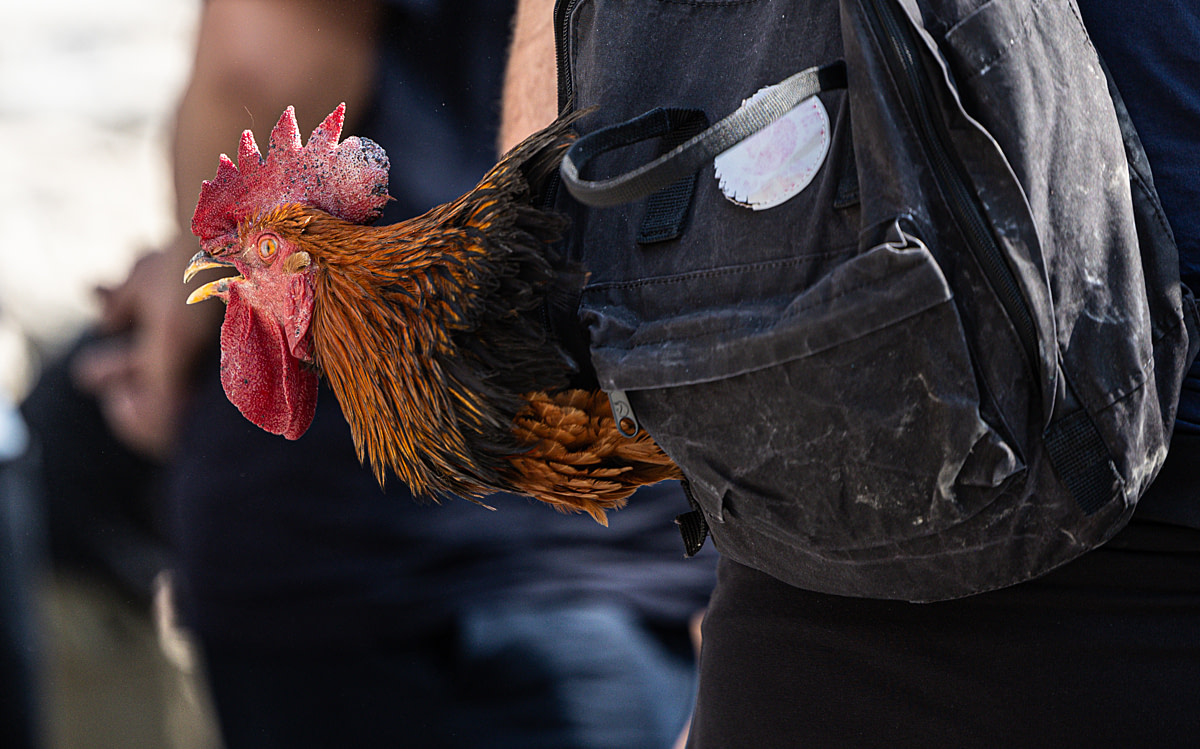 A rooster extends his body from the back of a small knapsack carried by a pilgrim taking him to the village church for blessing before he is sacrificed during the Lomisoba Festival. Mleta, Dusheti, Georgia, 2025. Andrew Skowron / We Animals
