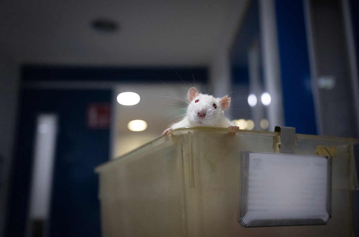 A curious male rat bred for use in medical research peeks over the edge of the container he lives in at a breeding facility, making eye contact. The container lid had been removed to facilitate photographing and filming him. Undisclosed location, Mexico, 2025. Jo-Anne McArthur / Te Protejo / We Animals
