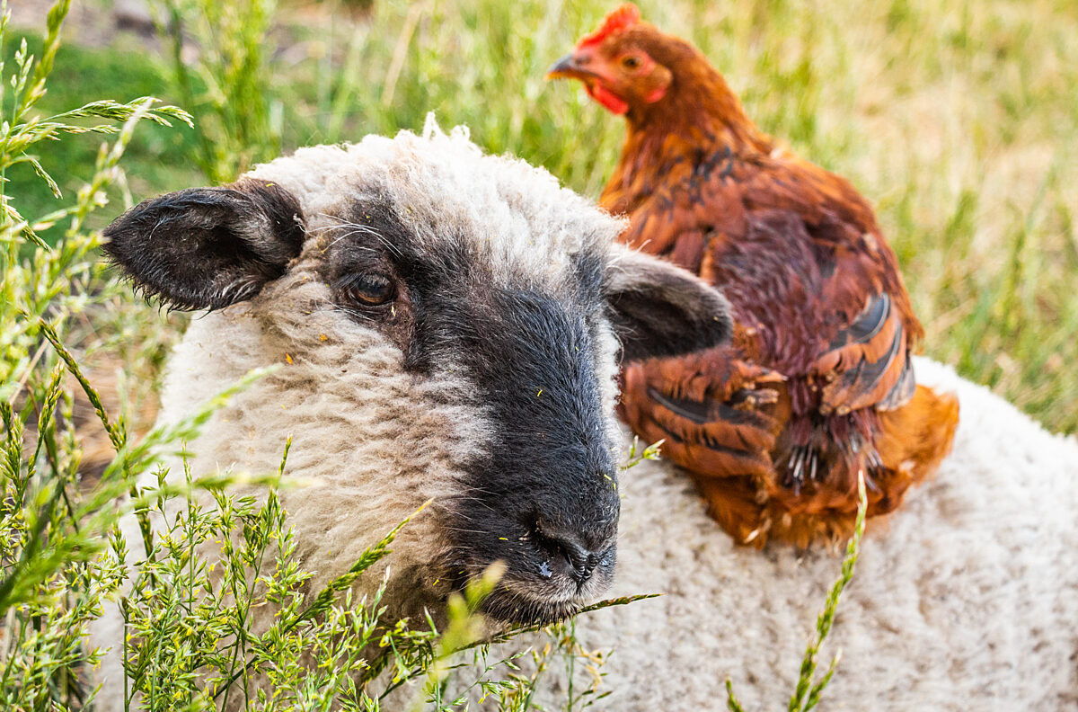 Sheep David and Piopito the rooster are two of the first individuals rescued by the farm animal sanctuary Santuario Igualdad in Chile. Here they rest with each other after arriving at the sanctuary. Santuario Igualdad, El Monte, Santiago, Chile, 2014. Gabriela Penela / We Animals