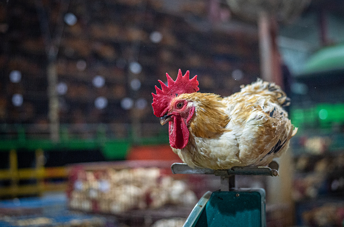 A red-feathered native chicken being weighed at a slaughterhouse. Taipei, Taiwan, 2019. Jo-Anne McArthur / EAST / We Animals