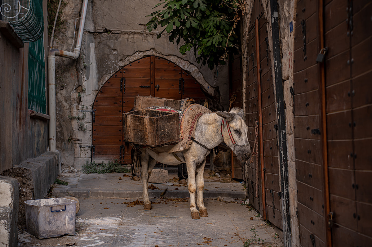 Un burro utilizado para la recolección de basura permanece con la cabeza baja en una calle lateral de la zona de un bazar de la ciudad. Este individuo y otro burro que se encuentra detrás han sido dejados atados en un lugar designado, sin que les retiren las pesadas cajas de madera que cargan. Mardin Antigua, Provincia de Mardin, Región de Anatolia Suroriental, Turquía, 2023.