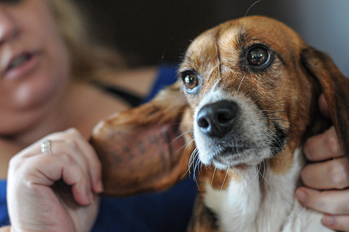 Abbey's ear tattoo. Canada, 2012. Jo-Anne McArthur / The Ghosts In Our Machine / We Animals.