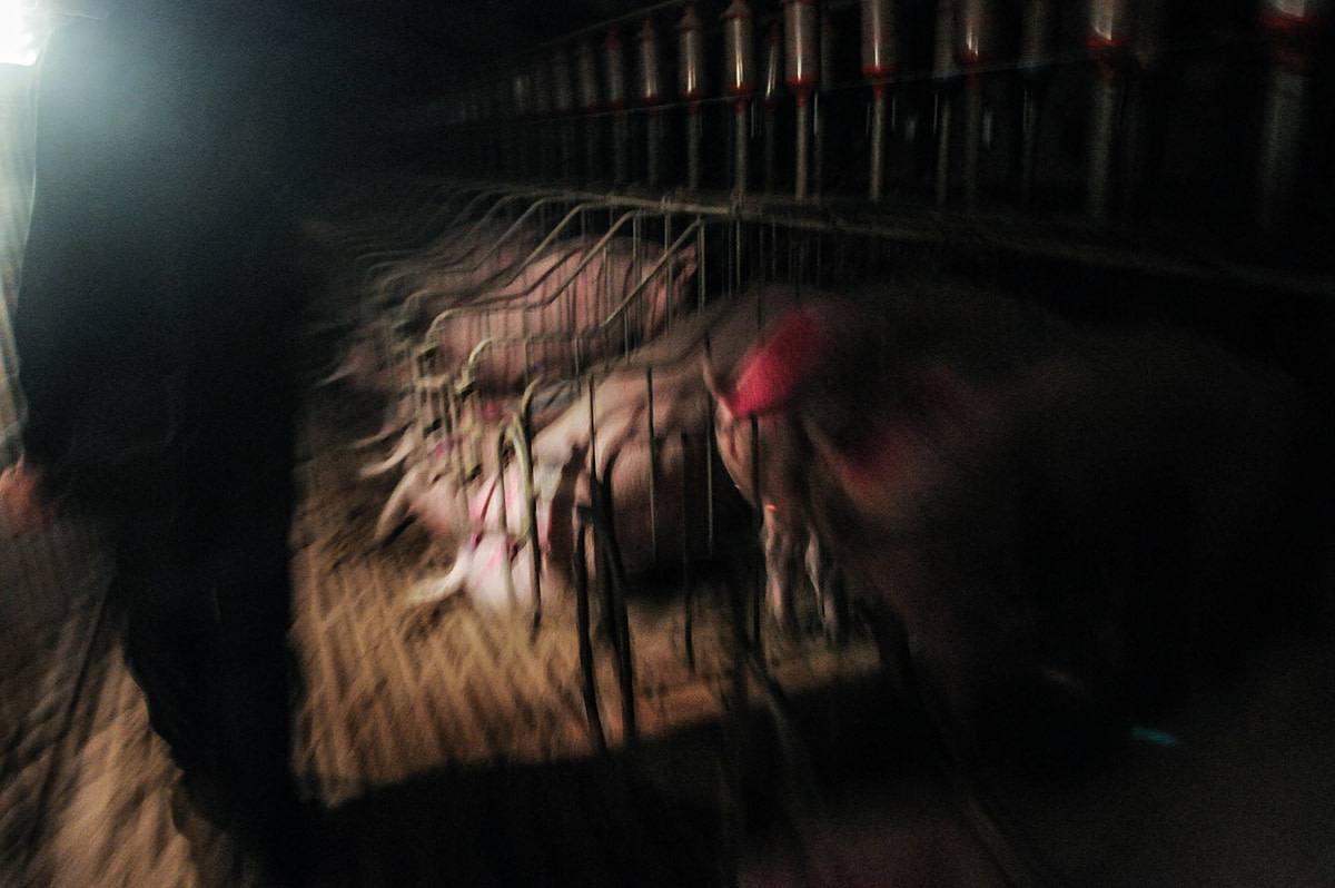 Investigation with Animal Equality. Spain, 2009. Jo-Anne McArthur / Animal Equality / We Animals