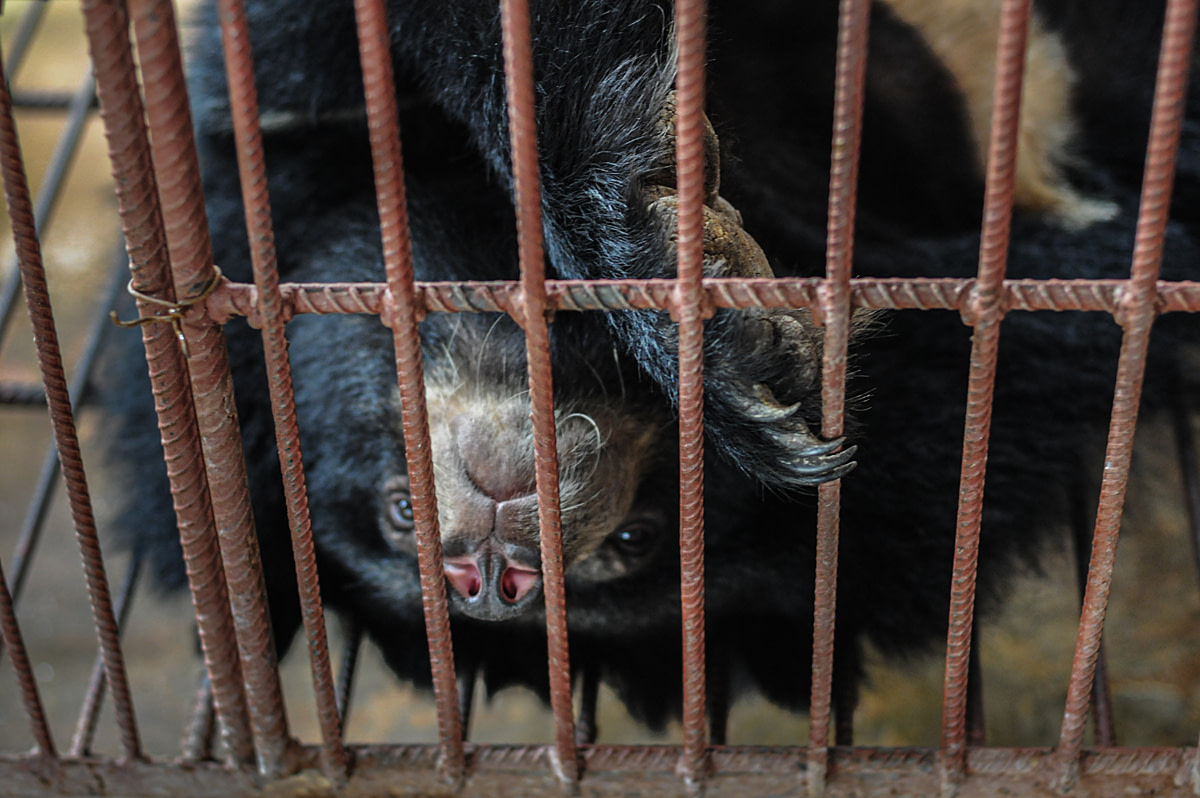 The face of a moon bear lying on their back inside a bare metal cage at a bear bile farm. Laos, 2008. Jo-Anne McArthur / We Animals