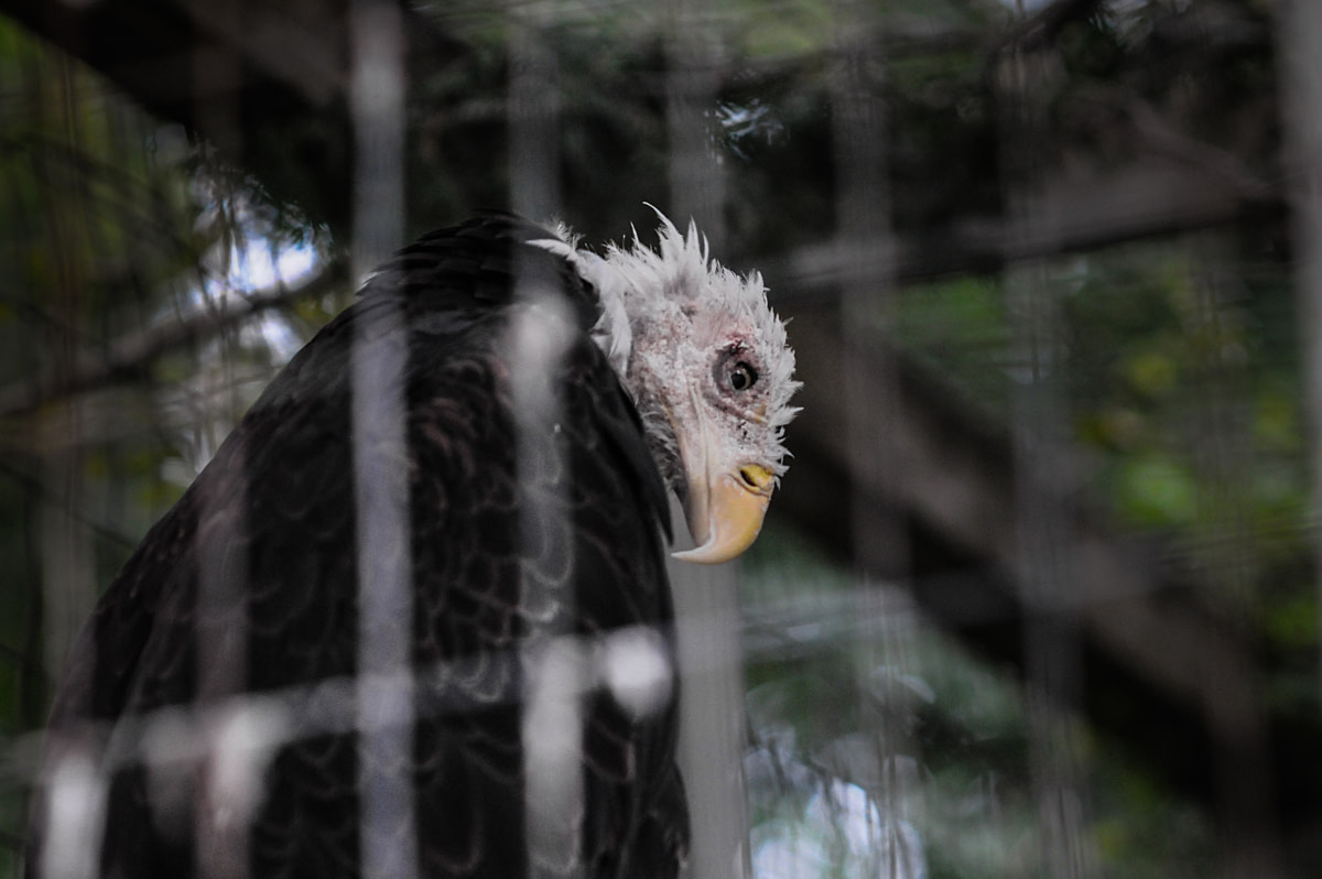 Eagle in a wire enclosure at a roadside zoo. Ontario, Canada, 2008. Jo-Anne McArthur / ZOOCHECK / We Animals