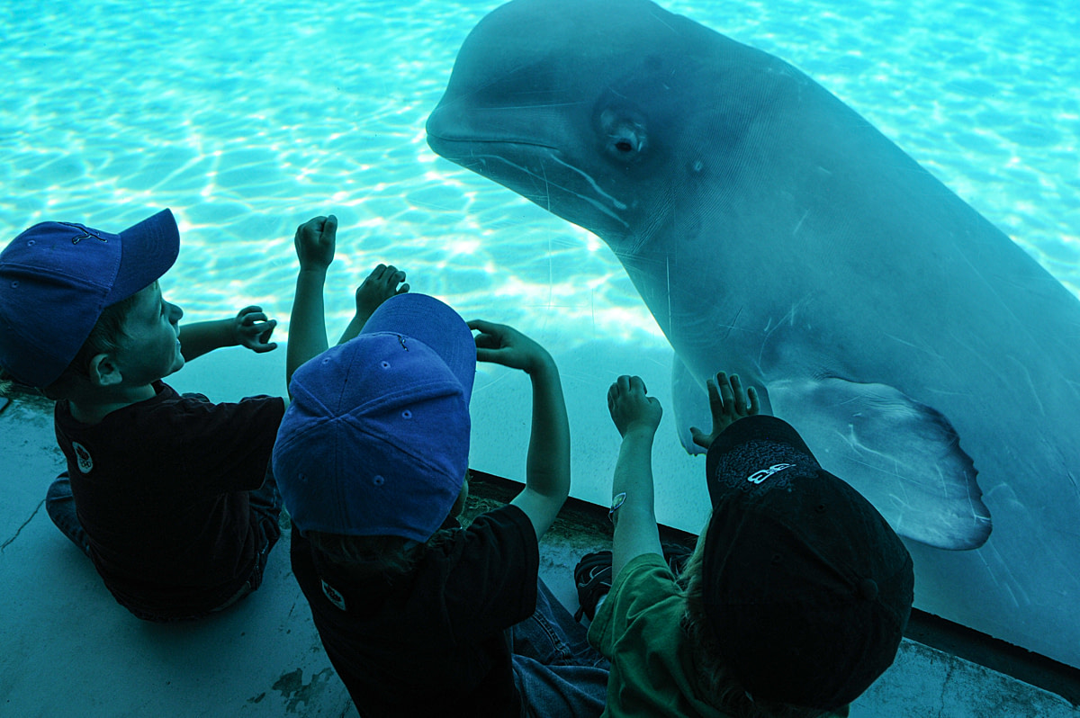 A beluga whale on display at Marineland peers at children through the tank glass. Niagara Falls, Ontario, Canada, 2011. Jo-Anne McArthur / We Animals