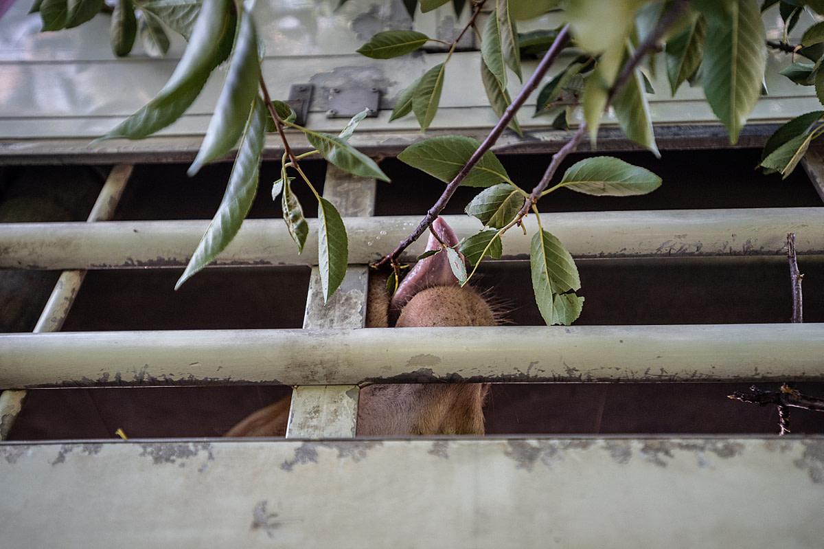A cow being transported across Europe reaches for a tree branch while the truck is parked at the Bulgarian-Turkish border. Turkey, 2018. Jo-Anne McArthur / Eyes On Animals / We Animals