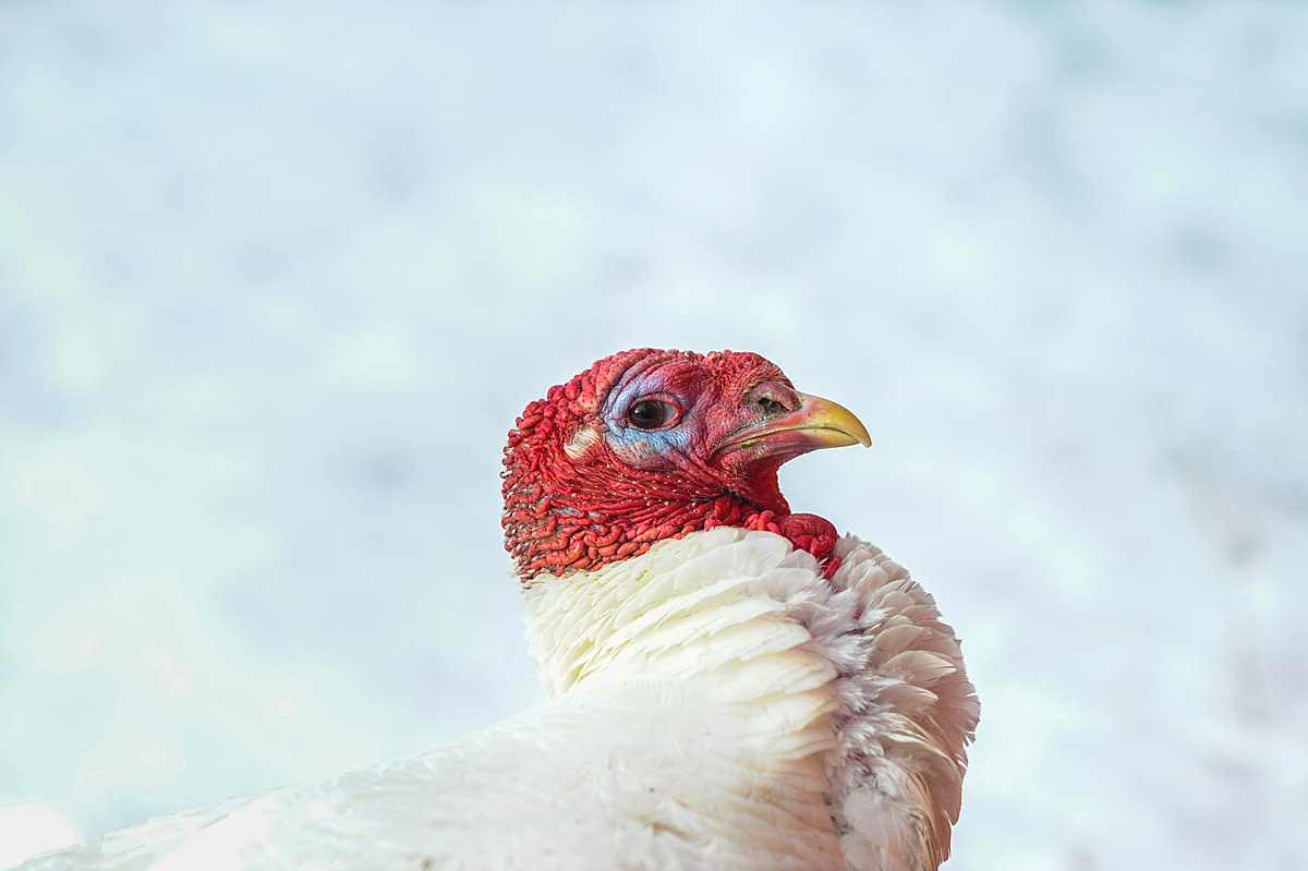 Boydstun the rescued turkey, at Farm Sanctuary. USA, 2012. Jo-Anne McArthur / The Ghosts In Our Machine / We Animals