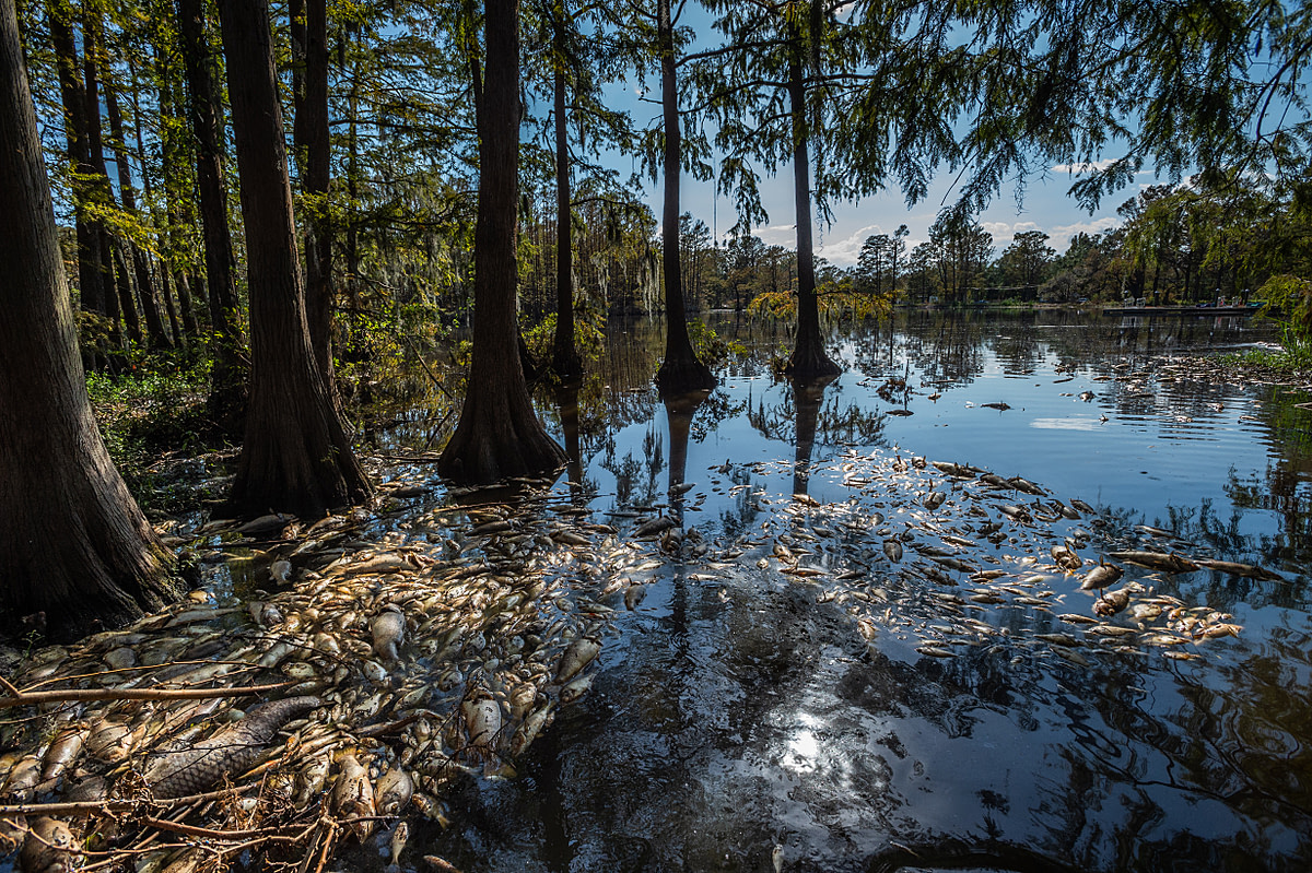 Dead fish floating in flood waters after Hurricane Florence in North Carolina. USA, 2018. Jo-Anne McArthur / We Animals