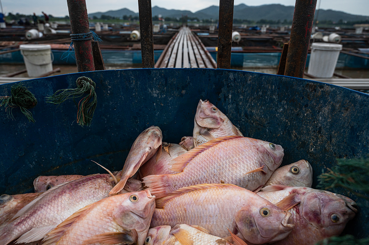 A pile of dead red hybrid tilapia is cast aside in a plastic drum after being removed from floating pens by workers at a fish farm in Thailand. Thailand, 2021. Mako Kurokawa / Sinergia Animal / We Animals