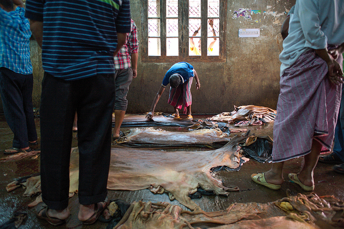 In Lalbagh, Dhaka, a leather dealer presents his freshly cleaned and sorted hides to potential customers from local tanneries. Bangladesh, 2015. Christian Faesecke / We Animals