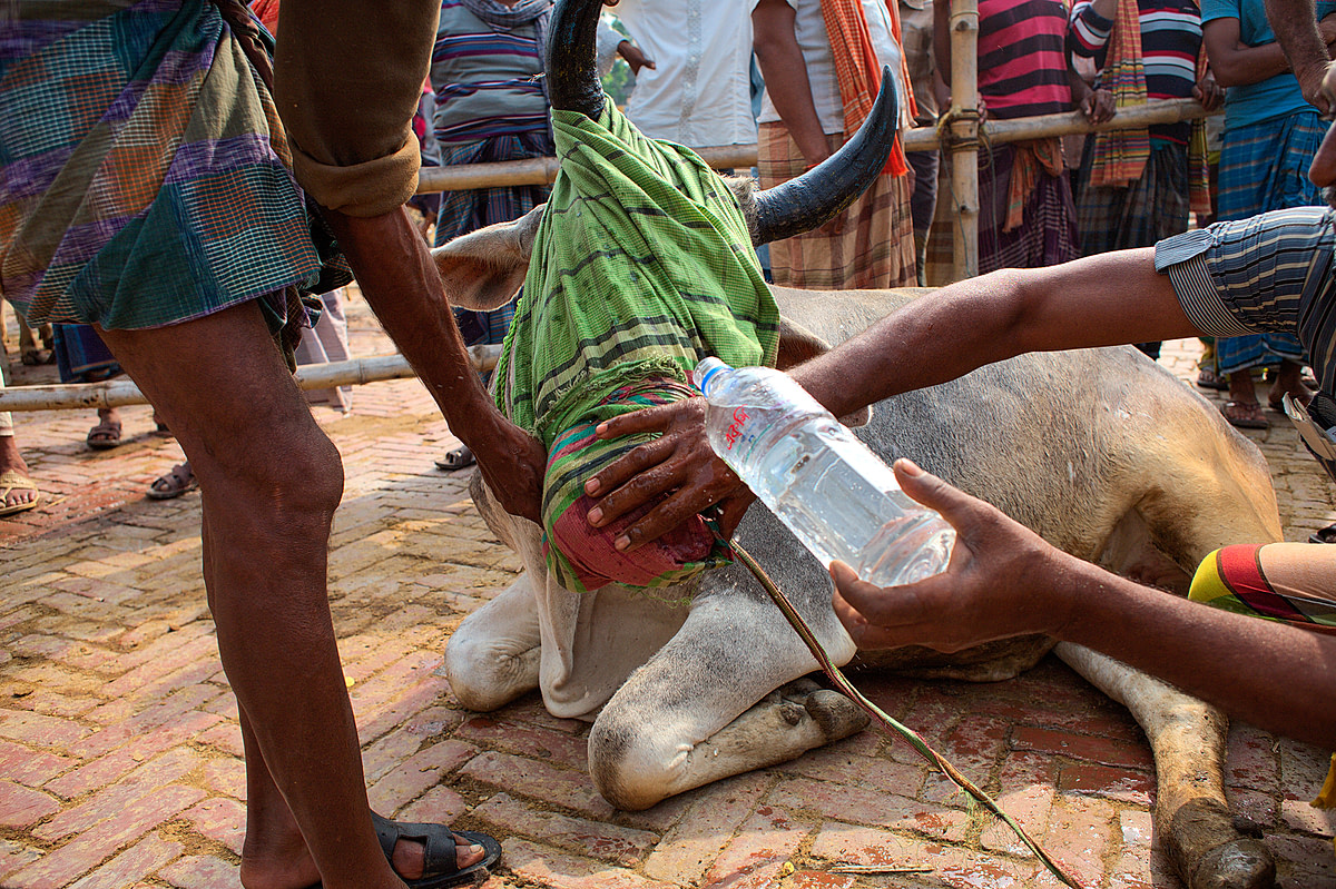 One of the cattle who has collapsed from exhaustion despite being kicked and beaten, lies in the dirt at the cattle market in Bagachra. The owners have covered the animal's muzzle with a cloth and are slowly pouring water over it. This technique, also known as water-boarding, is used to induce a fear of drowning and force the animal to get up. Bangladesh, 2015. Christian Faesecke / We Animals