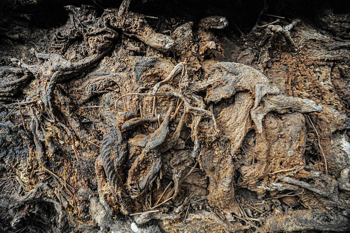 Thousands of illegally disposed and decomposing mink bodies.  Sweden, 2009. Jo-Anne McArthur / Djurrattsalliansen / We Animals