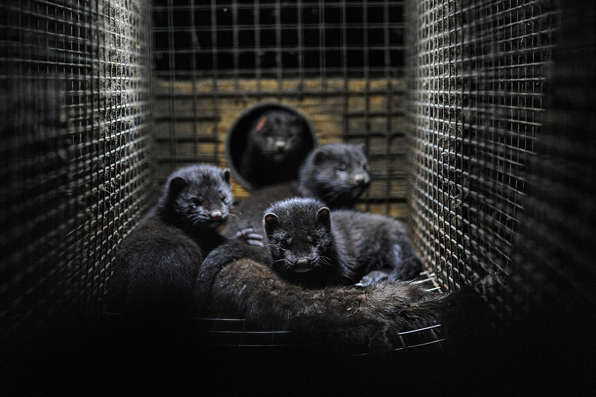 Mink kits cuddle to the body of their dead mother. Sweden, 2010. Jo-Anne McArthur / Djurrattsalliansen / We Animals