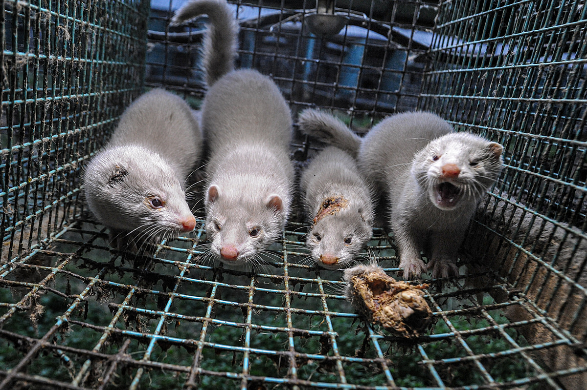 Mink frequently wound and cannibalize one another in the cramped conditions of fur farms. Sweden, 2010. Jo-Anne McArthur / Djurrattsalliansen / We Animals