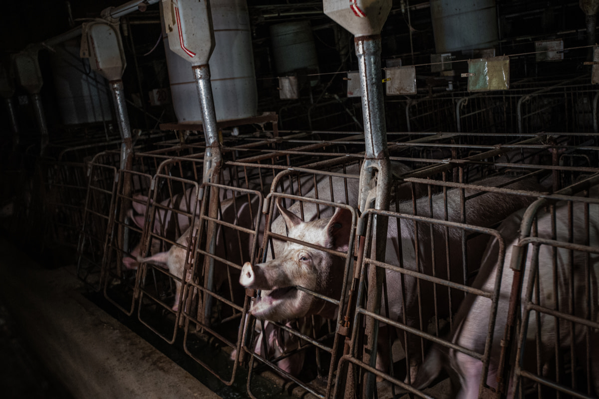 A sow repetitively chews on the metal bars from inside a gestation crate at an industrial pig farm in Quebec. She and those beside her live confined inside bare, concrete-floored enclosures. The crates are large enough only for the sows to sit, stand, and lie down, but they cannot walk or turn around. Canada, 2022. Jo-Anne McArthur / We Animals