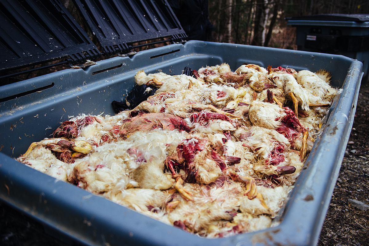 The discarded carcasses of dead Pekin ducks lie in a dumpster a few hundred meters from a Brome Lake Ducks facility in Racine, Quebec. Most of the ducks have been cut open, and it appears as though the upper coelomic cavity was being targeted, possibly to collect samples from the heart, lungs, or trachea. Canada, 2022. Victoria de Martigny / We Animals