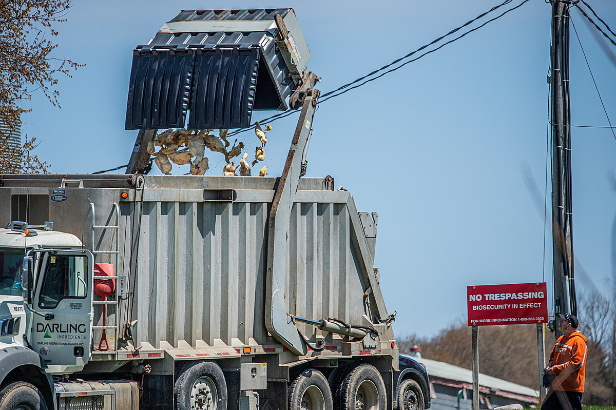 Dead ducks are dumped from a garbage bin into a biowaste disposal truck at a farm under biosecurity due to the highly pathogenic H5N1 virus. Canada, 2022. Jo-Anne McArthur / We Animals