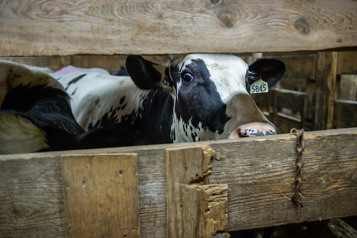 A cow who is considered "cull" waits in a pen (without food or water) before being put up for auction. She is judged unfit due to her age, her production of babies or milk or her health. She is therefore sold for fattening and slaughter. Canada, 2022. Julie LP / We Animals
