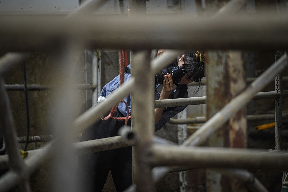 A photographer takes photos of cows at a large dairy farm. Quebec, Canada, 2022. Jo-Anne McArthur / We Animals A photographer takes photos of cows at a large dairy farm. Quebec, Canada, 2022. Jo-Anne McArthur / We Animals