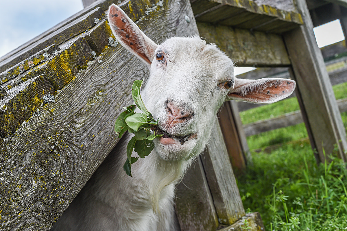 Om nom nom. Lizzie, a rescued goat, enjoys a snack of greens at Farm Sanctuary. Farm Sanctuary, Watkins Glen, New York, USA, 2015. Jo-Anne McArthur / We Animals Om nom nom. Lizzie, a rescued goat, enjoys a snack of greens at Farm Sanctuary. Farm Sanctuary, Watkins Glen, New York, USA, 2015. Jo-Anne McArthur / We Animals