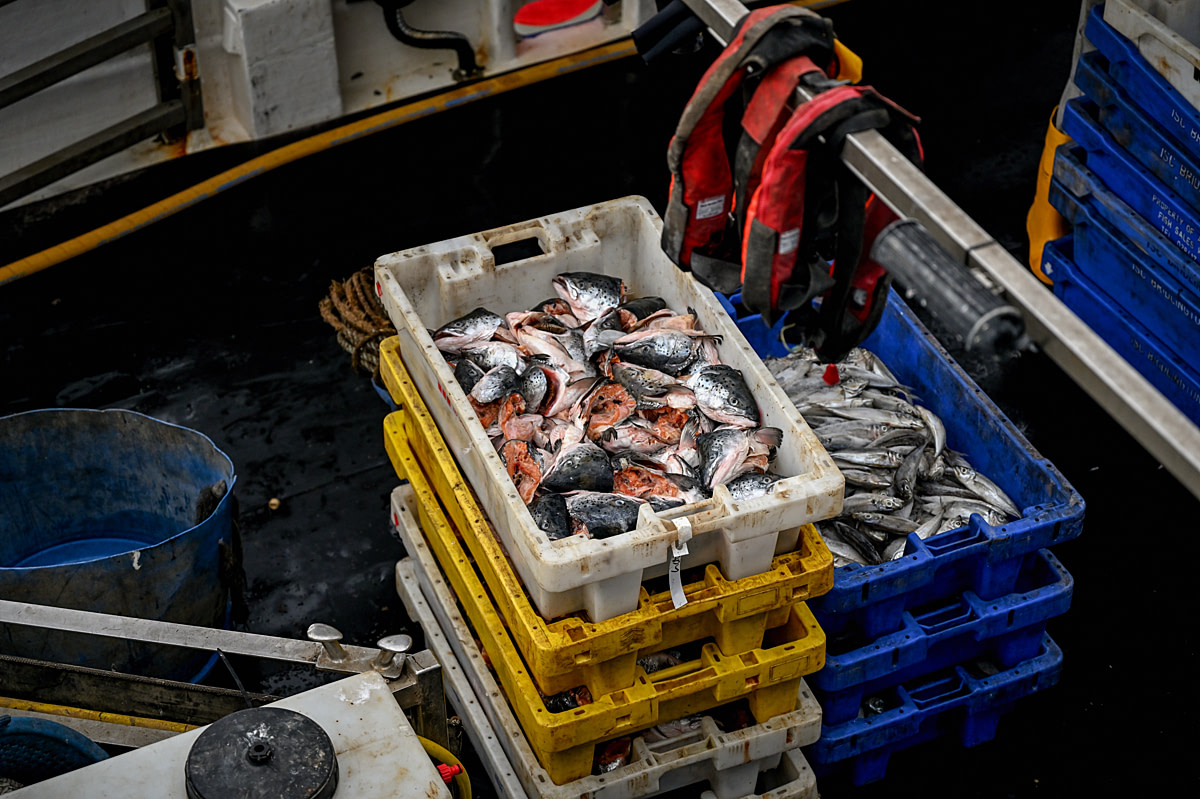 Farmed salmon heads and whole mackerel lie piled in crates on a fishing boat at commercial harbour. They will be used for lobster and crab bait. Bridlington Bay Harbour, Bridlington, East Yorkshire, England, UK, 2024. Patrick Gill / Viva! / We Animals Farmed salmon heads and whole mackerel lie piled in crates on a fishing boat at commercial harbour. They will be used for lobster and crab bait. Bridlington Bay Harbour, Bridlington, East Yorkshire, England, UK, 2024. Patrick Gill / Viva! / We Animals