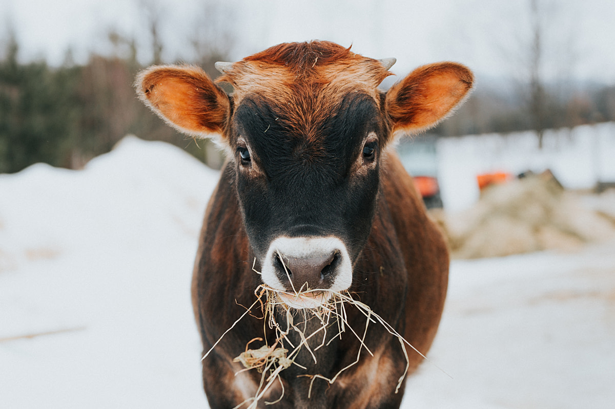 Adam, a young Jersey calf, nibbles on some hay on a cold winter day. As a male born on a dairy farm, Adam was considered to be a waste product, but he was so small that the owner of the farm took pity on him and asked SAFE to take him in. He has now grown into a big strong boy, with energy to spare. SAFE - Sanctuaire pour animaux de ferme de l'Estrie, Potton, Quebec, Canada, 2021. Victoria de Martigny / We Animals Adam, a young Jersey calf, nibbles on some hay on a cold winter day. As a male born on a dairy farm, Adam was considered to be a waste product, but he was so small that the owner of the farm took pity on him and asked SAFE to take him in. He has now grown into a big strong boy, with energy to spare. SAFE - Sanctuaire pour animaux de ferme de l'Estrie, Potton, Quebec, Canada, 2021. Victoria de Martigny / We Animals
