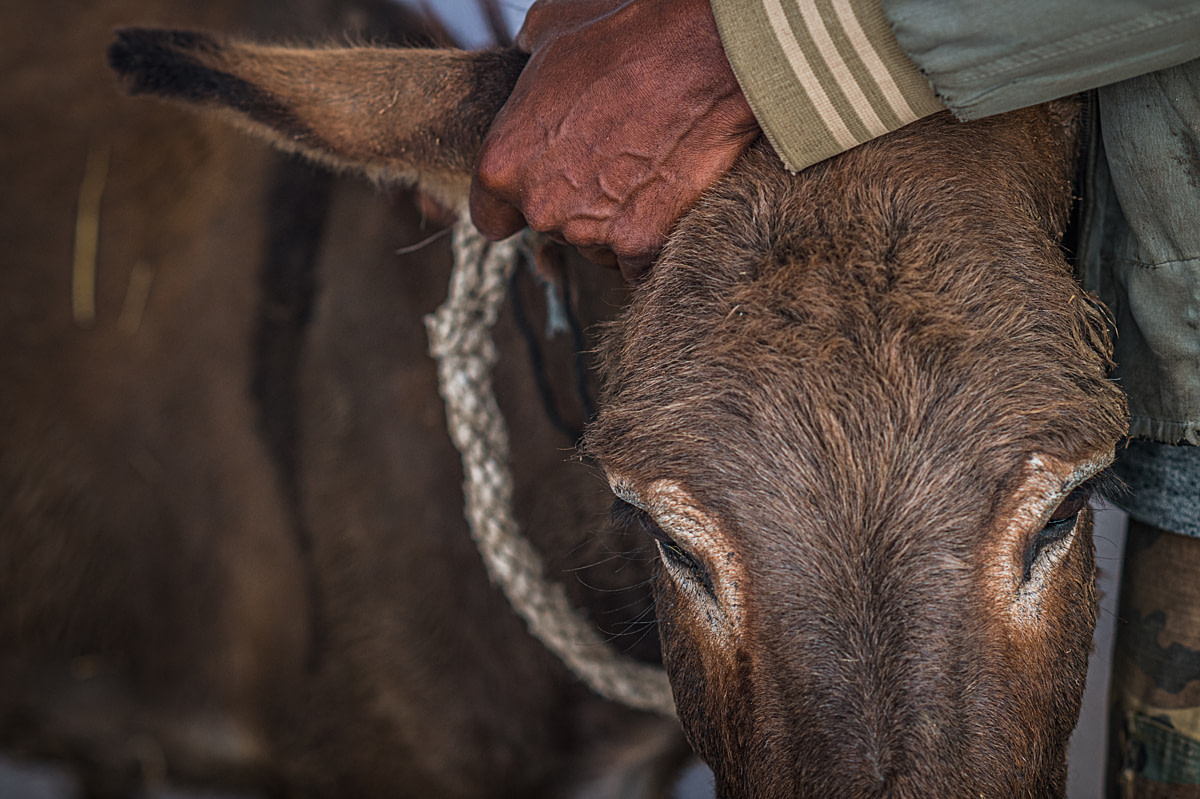 Donkeys are brought to The Donkey Sanctuary veterinary clinic outside of Addis Ababa for assessments and treatments. Ethiopia, 2016. Jo-Anne McArthur / We Animals