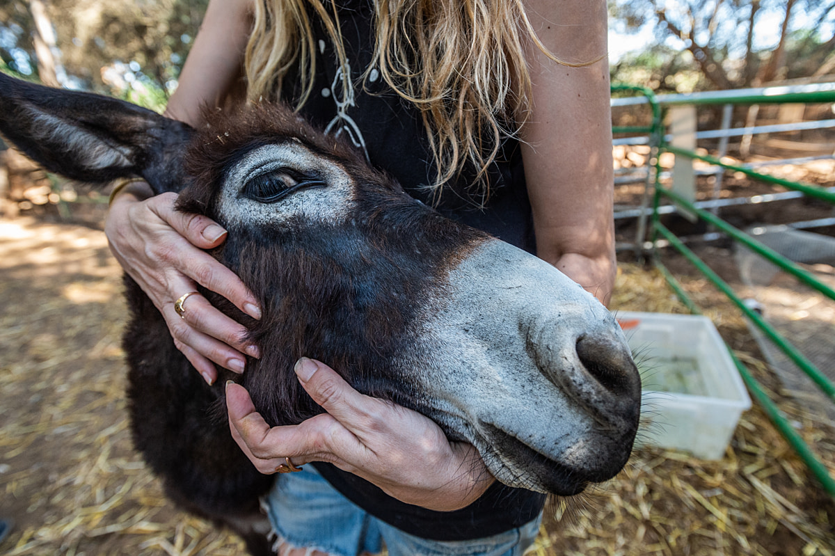 Keren y Segev, un burro rescatado, en Keren Or Farm. Keren Or Farm, Hod HaSharon, Distrito Central, Estado de Israel, 2018. Jo-Anne McArthur / We Animals