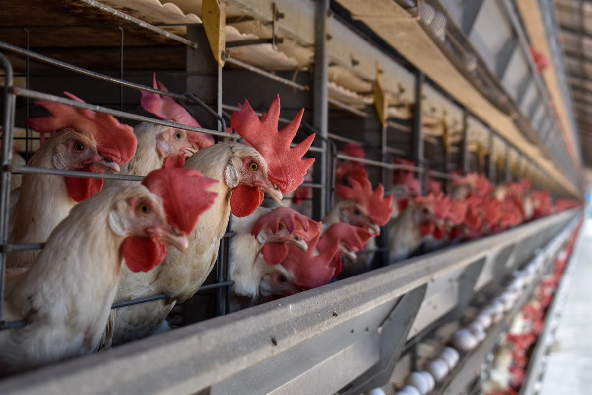 Intensive egg farm, India, 2018 _ Amy Jones_Moving Animals