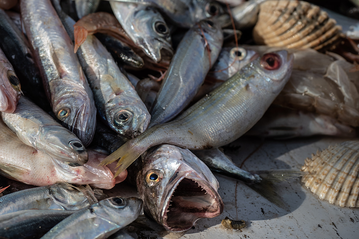 Detail of fish that have been emptied from nets onto the deck of the fishing boat Fasilis. Greece, 2020. Selene Magnolia / We Animals