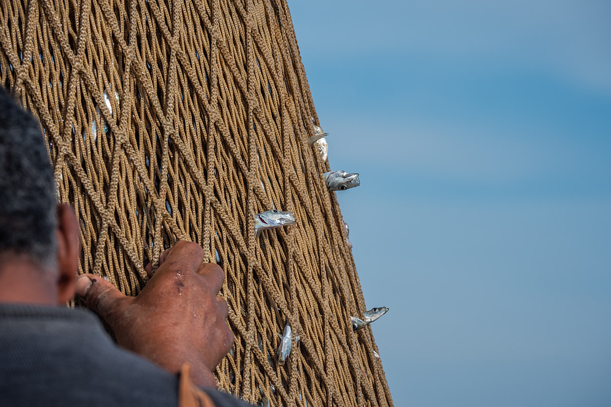 Detail of fish in the trawler nets onboard the fishing boat Fasilis. Greece, 2020. Selene Magnolia / We Animals