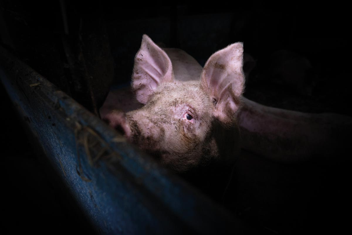 A pig en route to slaughter. Canada, 2021. Jo-Anne McArthur / The Ghosts In Our Machine / We Animals