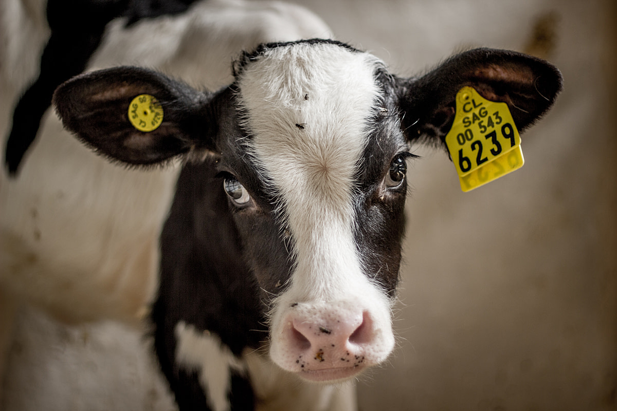 A calf in a stall at a dairy farm located in the Melipilla commune, Chile. She is less than a week old and has already had ear tags affixed to her ears. Chile, 2012. Gabriela Penela / We Animals