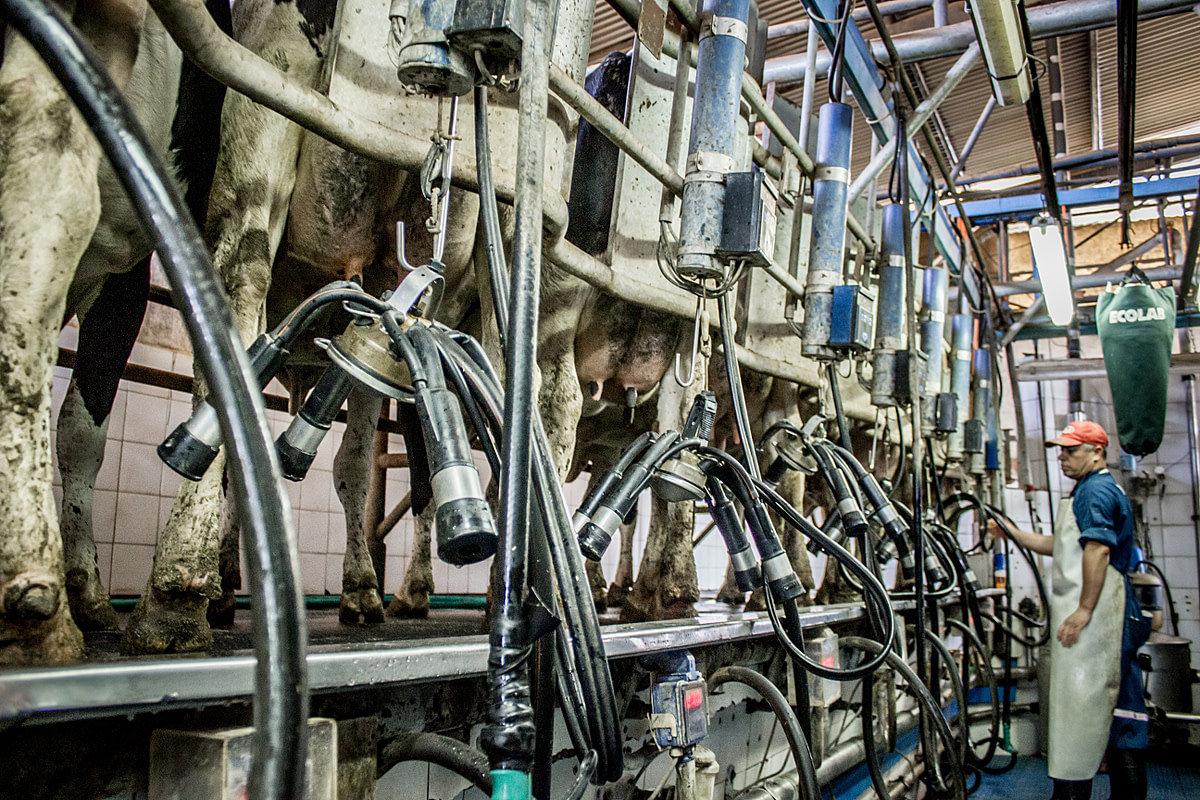 Cows stand side by side waiting to be connected to milking machines at a dairy farm. Chile, 20212. Gabriela Penela / We Animals