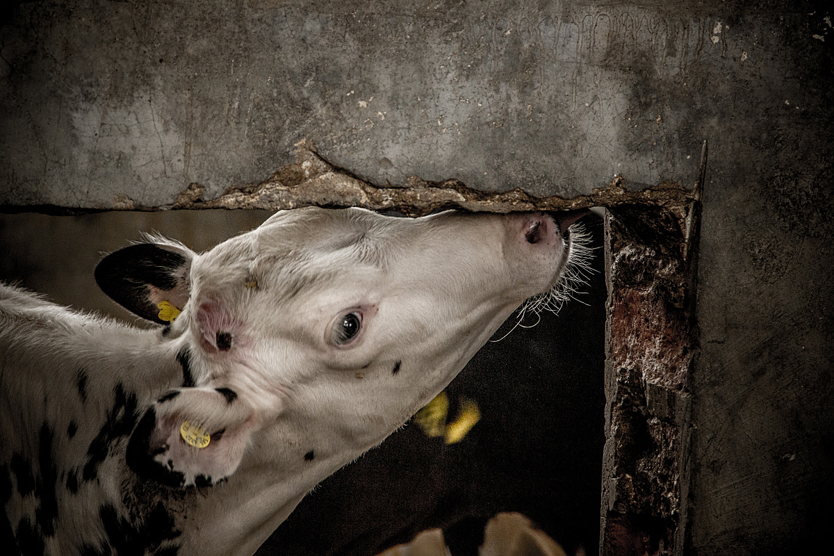 A calf suckles at the concrete wall that divides the stalls at a dairy farm in Chile. She is almost old enough to be inseminated for the first time. Chile, 2012. Gabriela Penela / We Animals