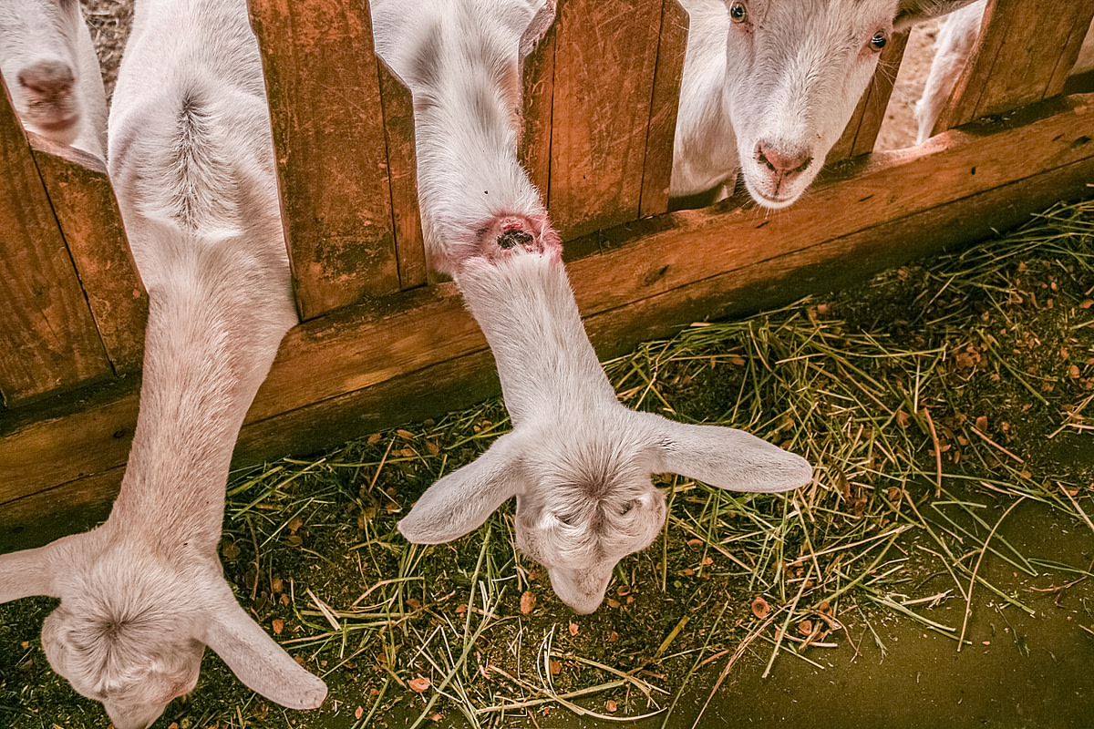 A goat with a wounded neck pokes her head through a fence to eat the grass on the other side. Goats are repeatedly immobilized by the neck for milking, sometimes causing injuries like this. Chile, 2011. Gabriela Penela / We Animals